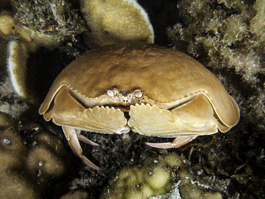 Calappa calappa